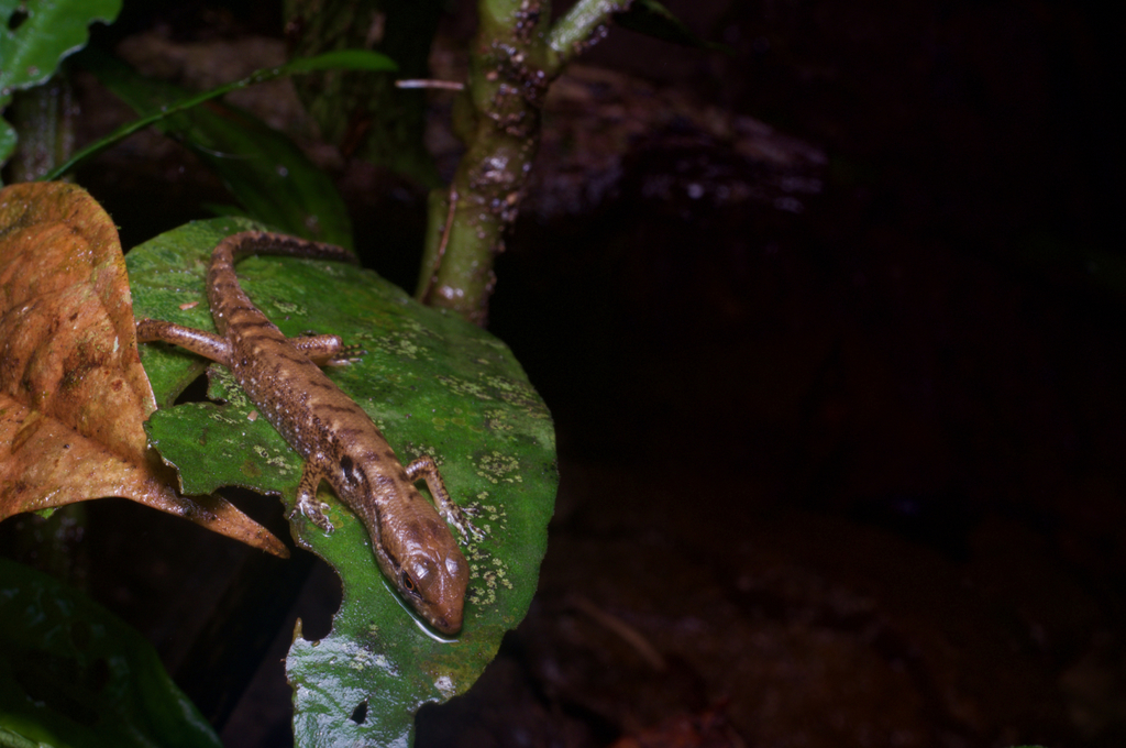 Mocquard's Water Skink