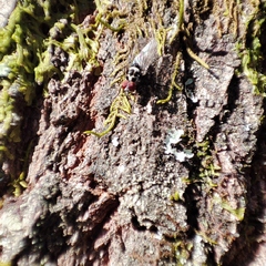 Anthomyia procellaris