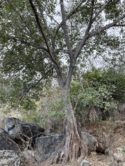 Ficus cotinifolia