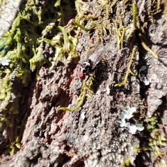 Anthomyia procellaris