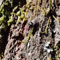 Anthomyia procellaris