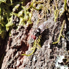 Anthomyia procellaris