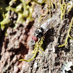 Anthomyia procellaris