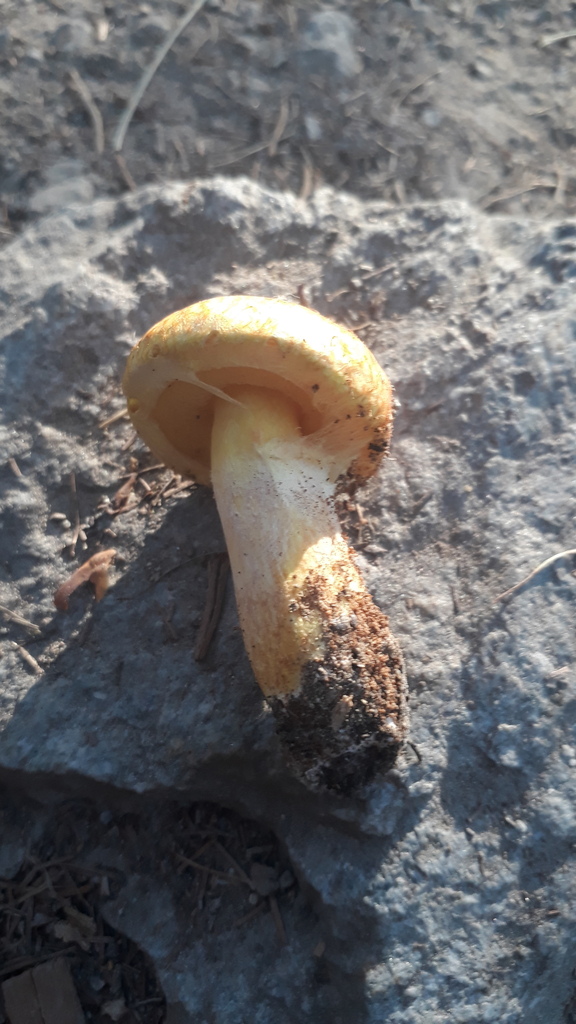 Suillus moseri
