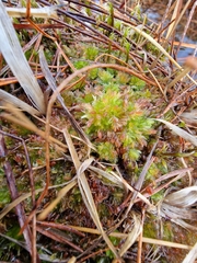 Sphagnum molle