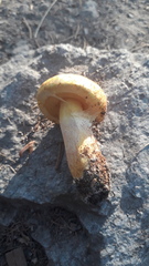 Suillus moseri
