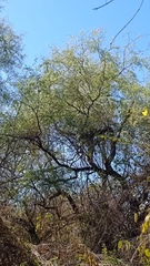 Havardia mexicana