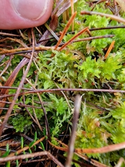 Sphagnum molle