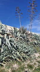 Agave americana