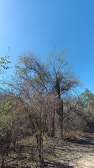 Havardia mexicana