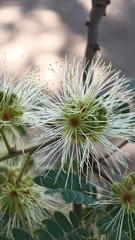 Havardia mexicana