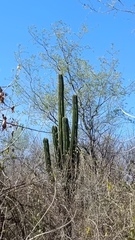 Havardia mexicana