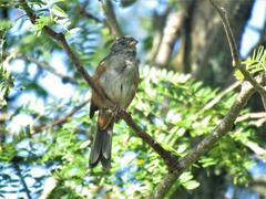 Microspingus cabanisi