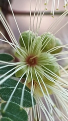 Havardia mexicana