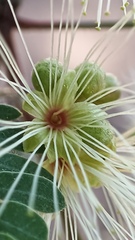 Havardia mexicana