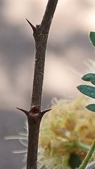 Havardia mexicana