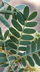 Havardia mexicana