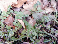 Veronica hederifolia-sublobata-triloba