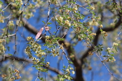 Havardia mexicana