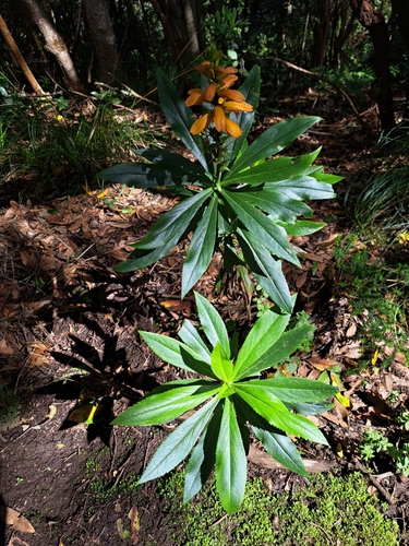 Image of Digitalis canariensis by (c) jw2305, some rights reserved (CC BY)