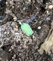 Polydrusus impressifrons