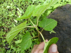 Cynanchum annularium