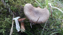 Suillus cavipes