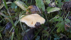 Suillus cavipes
