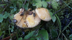 Suillus cavipes