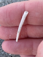 Graptacme eborea