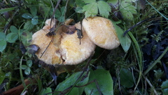 Suillus cavipes