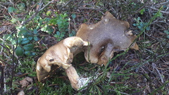 Suillus variegatus