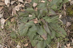 Salvia pratensis