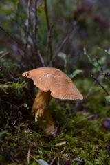 Suillus variegatus