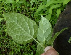 Cynanchum annularium