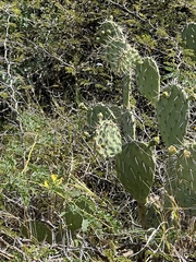 Opuntia caracassana
