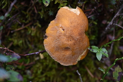 Suillus variegatus