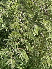 Prosopis juliflora