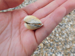 Cerastoderma edule