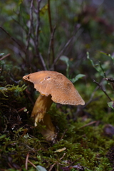 Suillus variegatus