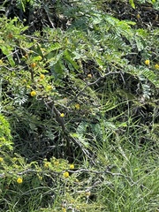 Vachellia tortuosa