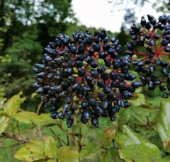 Viburnum treleasei