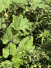 Passiflora foetida