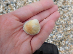Cerastoderma edule