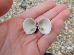 Cerastoderma edule