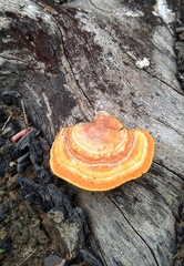 Trametes sanguinea