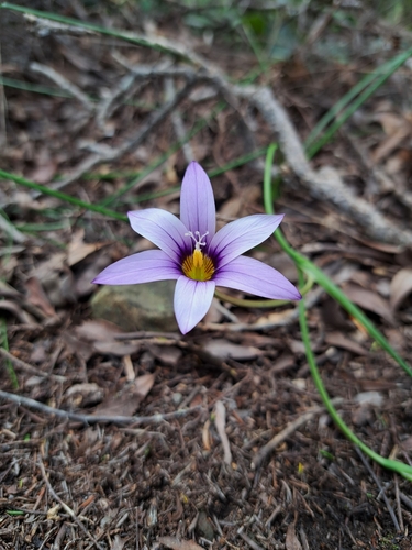 Romulea columnae