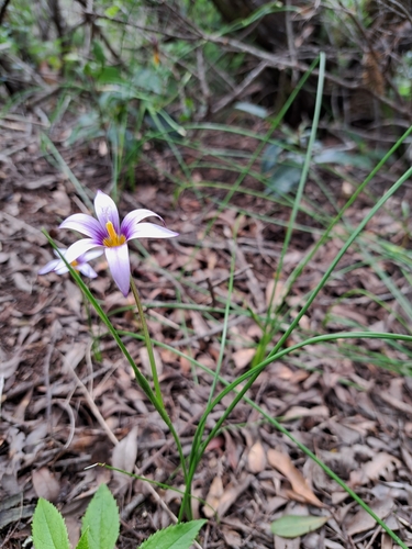 Romulea columnae