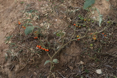 Solanum anguivi