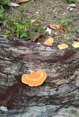 Trametes sanguinea